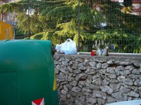 /album/la-vergogna-della-raccolta-differenziata-a-putignano-non-per-colpa-di-cittadini-incivili-ma-delle-imprese-incaricate-che-non-procedono-con-regolarita-alla-raccolta/dscn0328-jpg/